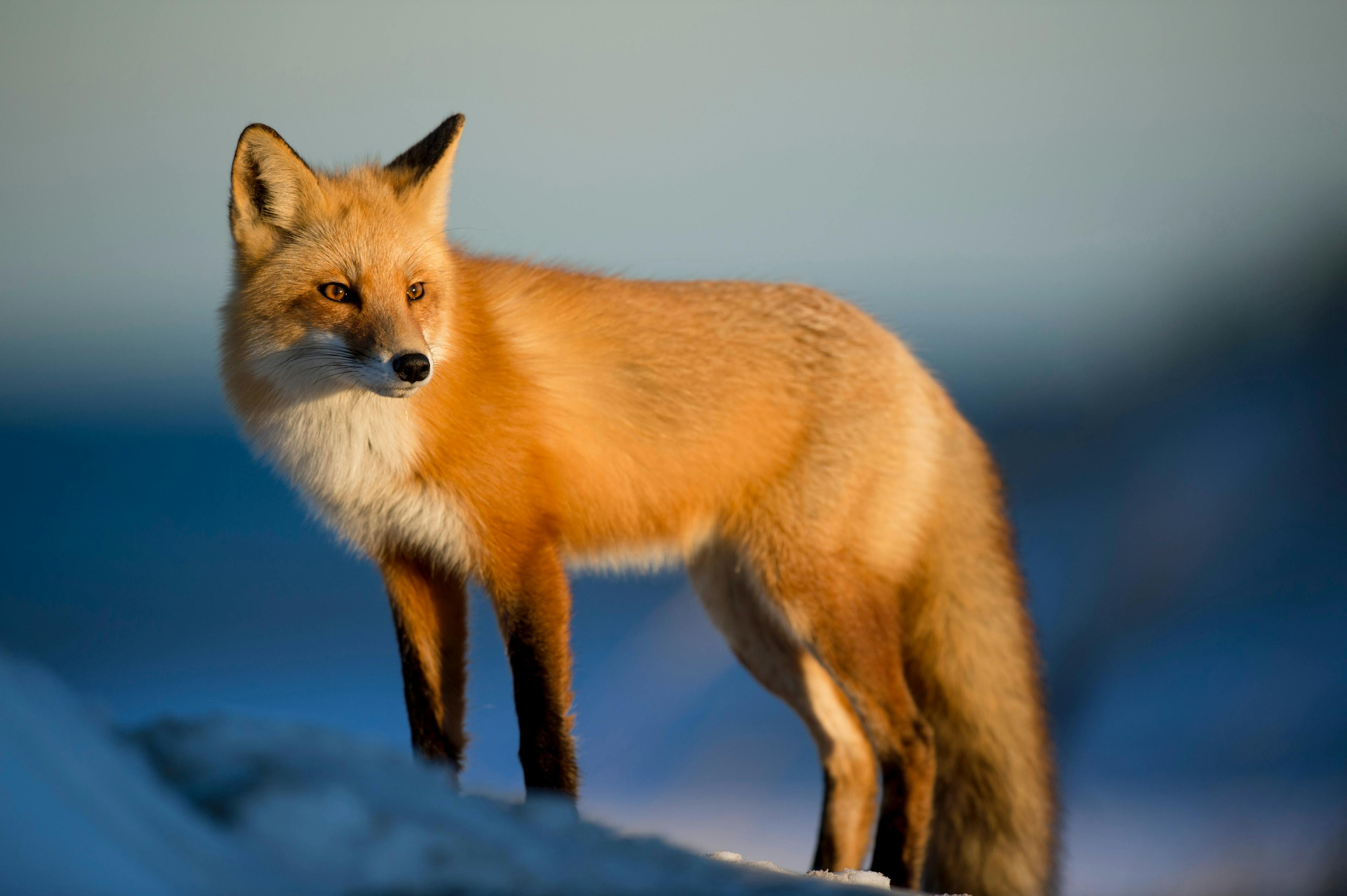 A brown fox on a snowy field